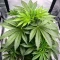 Sour Diesel (RQS) Cannabis-Samen