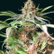 Super Lemon Haze (GHS)