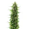 The Real Amnesia Auto (Growers Choice)