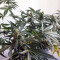 Trippy Gorilla Autoflowering (Big Head Seeds) Cannabis-Samen