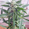 White Widow (Seedstockers) Cannabis-Samen