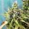 Amnesia Bilbo Auto (Genehtik Seeds) Cannabis-Samen