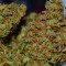 Auto Super Skunk (Auto Skunk) (Original Sensible Seeds) Cannabis-Samen