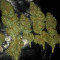 Auto Ultimate (Dutch Passion) Cannabis-Samen