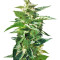 BCN Power Plant Autoflower (Seedstockers) Cannabis-Samen