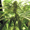 Big Freeze (Big Head Seeds) Cannabis-Samen