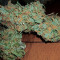 Big Stilton Auto (Big Head Seeds) Cannabis-Samen