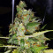 Blue Cheese (Big Buddha Seeds) Cannabis-Samen