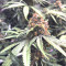Bubblegum (T.H. Seeds) Cannabis-Samen