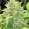 Buzz Light Gear (Dr. Krippling Seeds) Cannabis-Samen