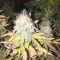 CBD Blue Shark (Barney's Farm) Cannabis-Samen