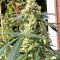 Durban Regular (CannaBioGen) Cannabis-Samen