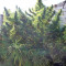 Golden Tiger regular (Ace Seeds) Cannabis-Samen