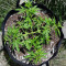 Green Crack (BlimBurn Seeds) Cannabis-Samen