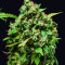 Green Crack (BlimBurn Seeds) Cannabis-Samen