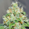 Jägg Kush (Delicious Seeds) Cannabis-Samen