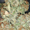 Malawi x Panama (Ace Seeds) Cannabis-Samen