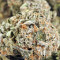 Mangobiche Kush Regular (CannaBioGen) Cannabis-Samen
