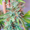 Panama strain