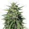 Royal Cookies Automatic (RQS) Cannabis-Samen