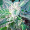 Sapphire OG (Humboldt Seeds Organization) Cannabis-Samen