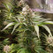 Strawberry Nuggets Auto (Mephisto Genetics) Cannabis-Samen