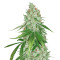 Toxic (Ripper Seeds) Cannabis-Samen