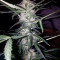 Waist Deep Auto (Heavyweight Seeds) Cannabis-Samen