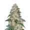 White Widow (RQS) Cannabis-Samen