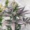 Bruce Banner # feminisierte Samen (AlphaFem Seeds)