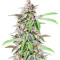 Dozy Breath feminisierte Samen (AlphaFem Seeds)