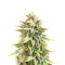 Ghost Chem OG Autoflower feminisierte Samen (Seedkeepers)