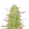 Superior Auto Mix feminisierte Samen (Herbies Seeds)