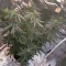 Tangie'matic Auto (Fast Buds) Cannabis-Samen zu verkaufen