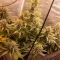Gorilla Cookies Auto (Fast Buds) Cannabis-Samen zu verkaufen