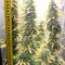 Gelato Auto Cannabis-Samen Kaufen