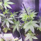 Lemon Pie Auto (Fast Buds) Cannabis-Samen zu verkaufen