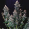 Black Ghost OG Cannabis-Samen Kaufen