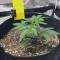 Auto Purple Gorilla (Short Stuff Seeds) Cannabis-Samen zu verkaufen
