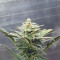 Marula Fruit regular (RQS) Cannabis-Samen zu verkaufen