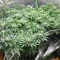 Power Plant regular (Dutch Passion) Cannabis-Samen zu verkaufen