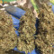 Exodus Cheese (GHS) Cannabis-Samen zu verkaufen