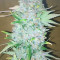 Jack Herer Auto (GHS) Cannabis-Samen zu verkaufen