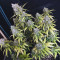 Cream Mandarine XL Auto (Sweet Seeds) Cannabis-Samen