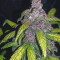 C4 Auto Cannabis-Samen Kaufen