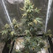 Gelato Auto Cannabis-Samen Kaufen