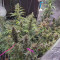 Strawberry Gum (Advanced Seeds) Cannabis-Samen zu verkaufen