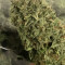 Eleven Roses (Delicious Seeds) Cannabis-Samen zu verkaufen