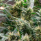 Golden Tiger Cannabis-Samen Kaufen