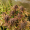 Kaufe Red Hot Cookies Samen feminisiert von Sweet Seeds